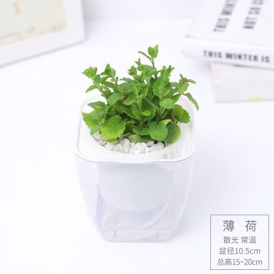 FIFA CWC 世界杯官方授权投注平台